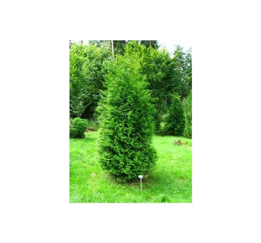 Thuja occidentalis 'Brabant' 24 piante in vaso 11 cm h. 40/60 cm