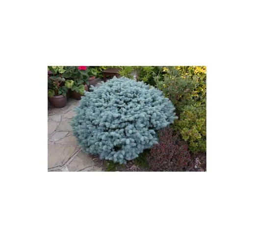 Abete blu pino argentato 'Picea pungens glauca globosa' pianta in vaso 10 cm