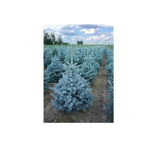 Abete blu pino argentato 'Picea pungens Super Blue Seedling' pianta in vaso 11 cm