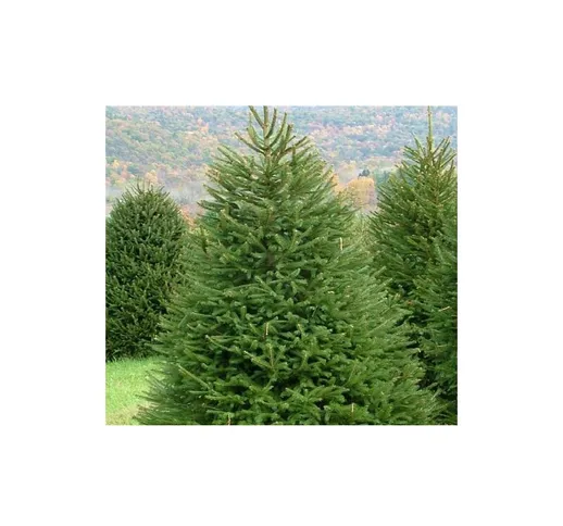 Abete rosso 'Picea abies' Peccio Albero di Natale in mastello h. 150/175 cm