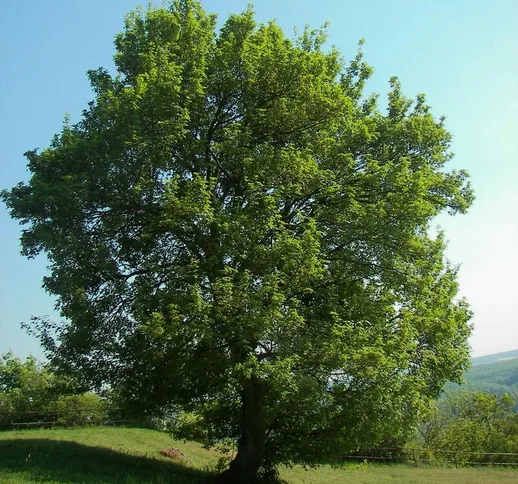 Acer campestre - 160 - 180 cm