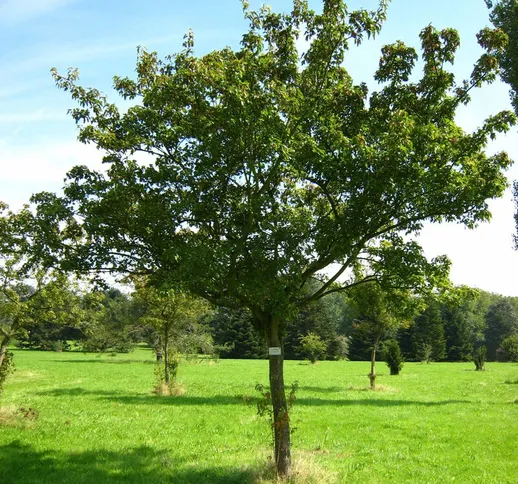 Acer ginnala - 60 - 80 cm