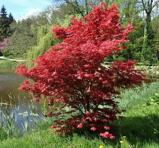 Acer palmatum &8220Bloodgood&8221 - 60 - 80 cm