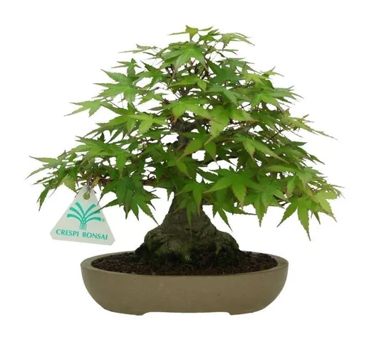 Bonsai da esterno acero - 20 cm - Acer Palmatum