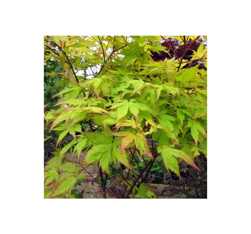 Acer palmatum 'Anne Irene'