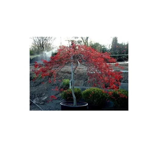 Acero rosso giapponese 'Acer palmatum dissectum Inaba Shidare' pianta in vaso 35 cm