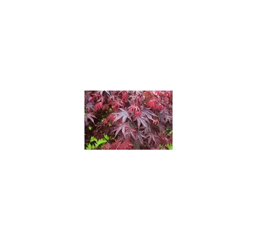 Acero palmatum bloodgood vaso 19cm