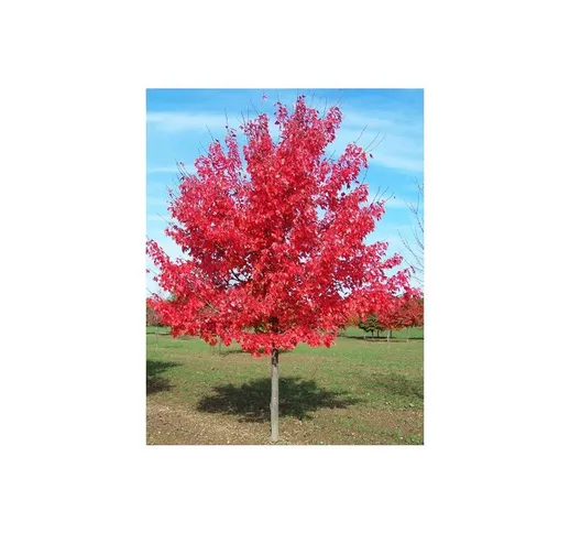 Acero Rosso 'Acer rubrum' Acero Scarlatto in vaso h. 70/90 cm