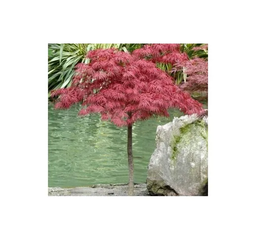 Acero rosso giapponese 'Acer palmatum dissectum Garnet' pianta in vaso 35 cm