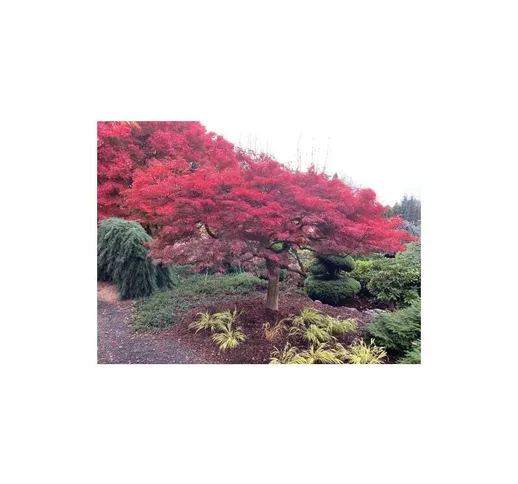 Acero rosso giapponese 'Acer palmatum dissectum' pianta in mastello 95 cm h. 150/170 cm cf...