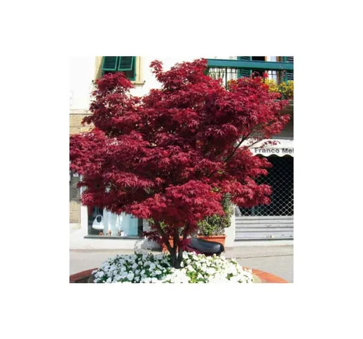 Acero rosso giapponese 'Acer palmatum Fireglow' pianta in vaso 22 cm