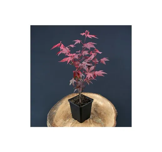 Acero rosso giapponese 'Acer palmatum Fireglow' pianta innestata in vaso 9 cm