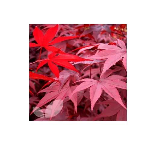 Acero Rosso Giapponese 'Acer Palmatum Red Emperor' in vaso 20 cm