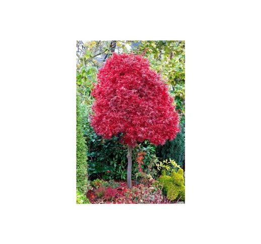 Acero rosso giapponese 'Acer palmatum Skeeter's Broom' pianta in vaso 20 cm