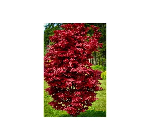 Acero rosso giapponese 'Acer palmatum Twombly's Red Sentinel' pianta in vaso 20 cm