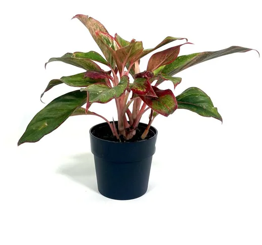 Aglaonema "Crete" [Vaso Ø12cm | H. 35 cm.]