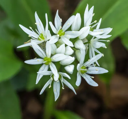 Aglio orsino (Allium ursinum) [Vaso Ø10cm]