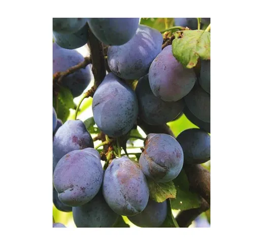 Alberi da frutto pianta frutto susino susina albero da frutta diverse varieta' varietà: re...