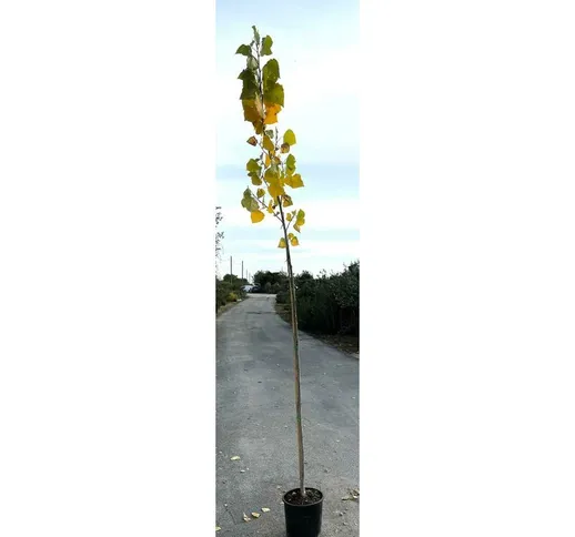 Albero di pioppo 'populus bellini' vaso 24 altezza 220 cm (foto reale)