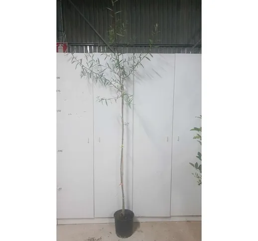 Albero salice bianco 'salix alba' in vaso 24 altezza 230 cm (foto reale)