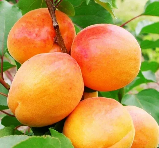 ALBICOCCO SAN CASTRESE (PRUNUS ARMENIACA) - Albero da frutta frutto foto Reali