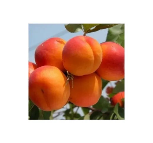 Albicocco “Tyrinthos” Prunus armeniaca 'Tyrinthos' Pianta da Frutto Foto Rreali