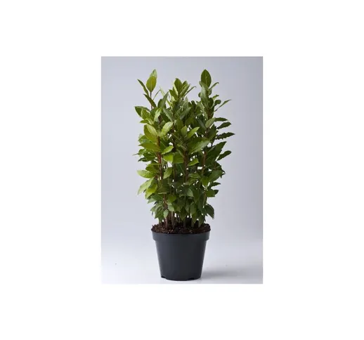 Alloro 'Laurus nobilis' 3 piante aromatiche da siepe h 40/60 cm in vaso 11 cm