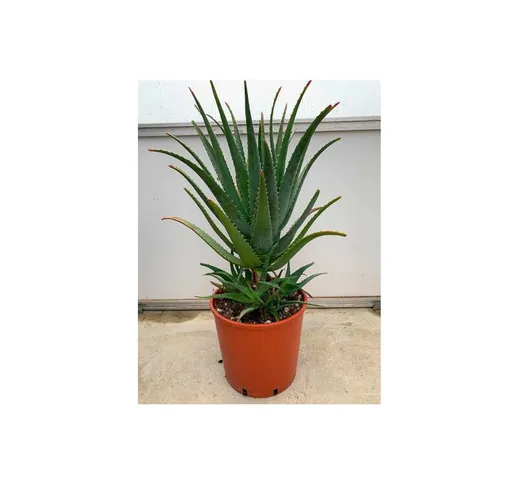 Vivaio Di Castelletto - Aloe arborescens padre Romano Zago pianta in vaso 18 cm