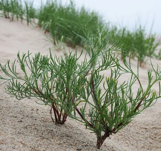 Artemisia campestris (Assenzio di Campo) [Vaso Ø14cm]