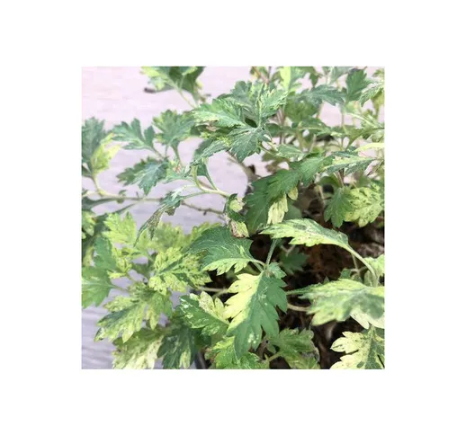 Artemisia vulgaris 'Variegata' (Assenzio Inglese) [Vaso Ø14cm]