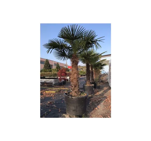 Bellissime palme da giardino palma in vaso 70 cm h. 150/160 cm foto reale