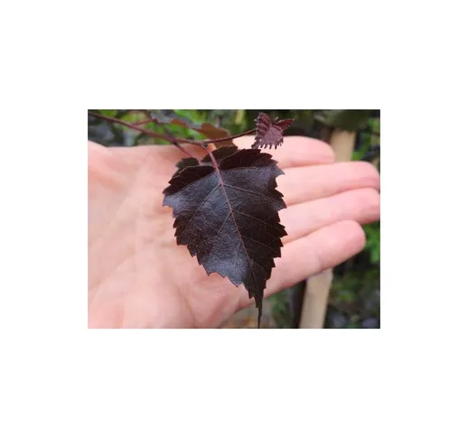 Vivaio Di Castelletto - Betulla viola 'Betula pendula purpurea' pianta in vaso 19 cm h. 2...