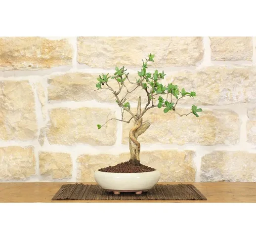 Bonsai di Caprifoglio (31)