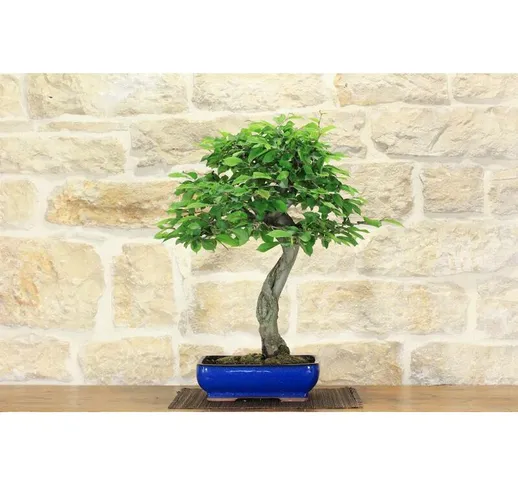 Bonsai di Carpino (12)