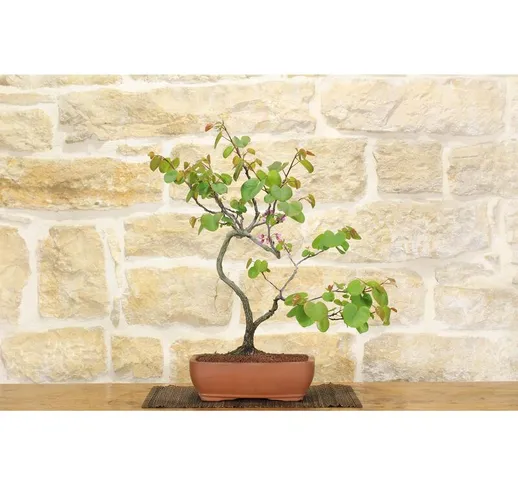 Bonsai di Cercis - Albero di Giuda (60)