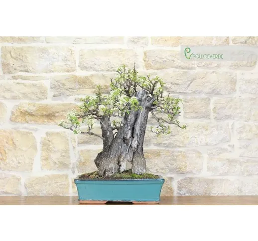 Bonsai di Ciliegio Selvatico (116)