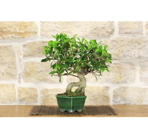 Bonsai di Ficus Retusa (133)