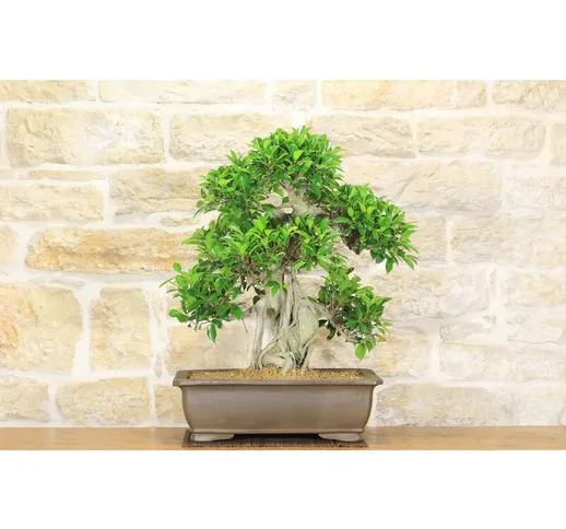 Bonsai di Ficus Retusa (149)