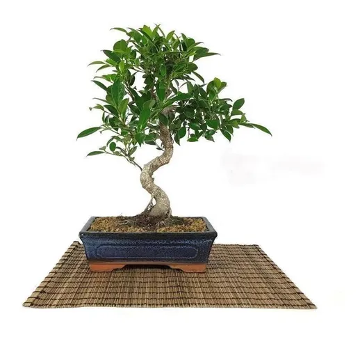 Bonsai di Ficus Retusa vaso cm. 25