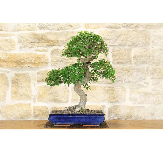 Bonsai di Olmo Cinese (118)