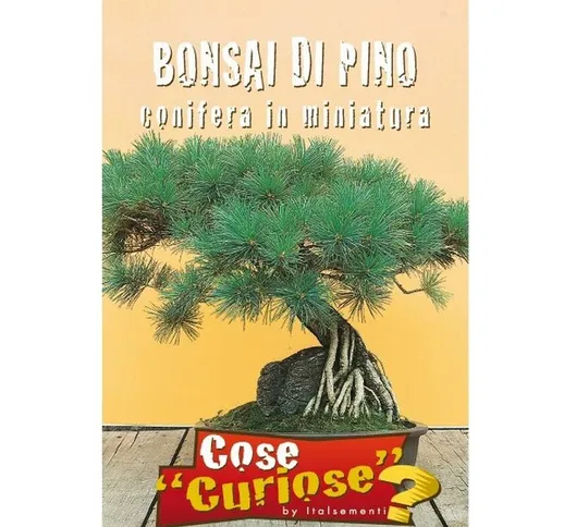 Bonsai di Pino (Conifera in miniatura) (Semente)