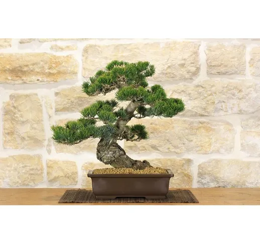 Bonsai di Pino Pentaphilla (41)