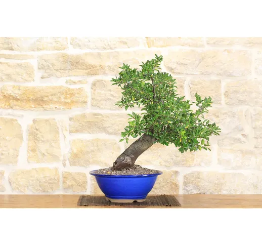 Bonsai di Prugnolo (21)