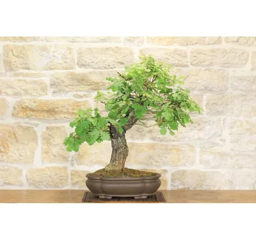 Bonsai di Quercia Roverella (25)