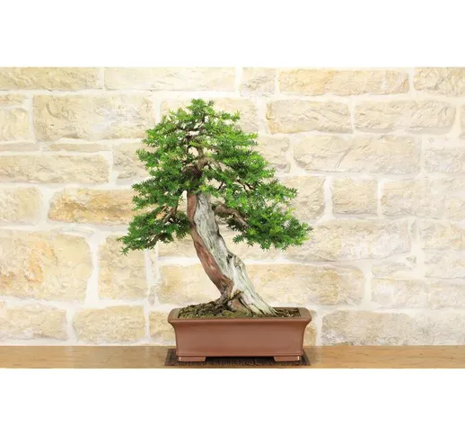 Bonsai di Tasso (7)