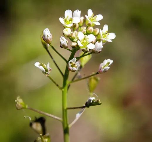 Borsa del pastore (Capsella bursa-pastoris) [Vaso Ø14cm]