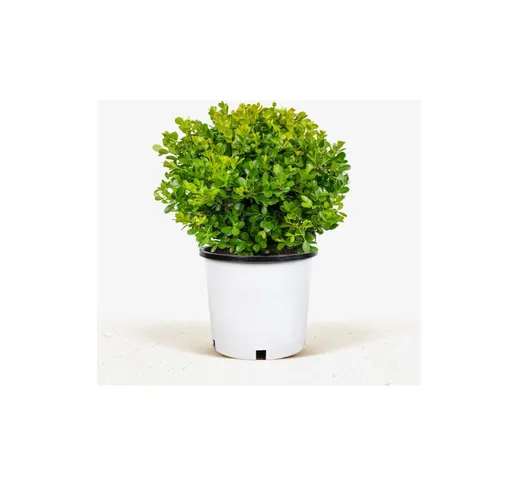 Bosso 'Buxus microphylla Faulkner' pianta in vaso 9 cm