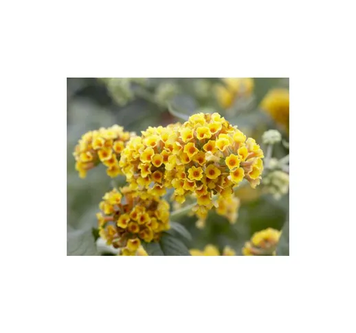 Buddleja weyeriana Sungold 'Albero delle Farfalle' pianta in vaso 9 cm