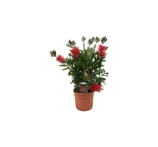 Callistemone 'Callistemon leavis' pianta in vaso 17 cm h. 80/100 cm