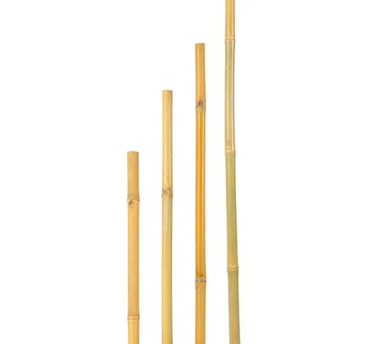 Canna bamboo thailandese h 180 cm. ø 22-24 mm (Confezione intera da 50 pz.)